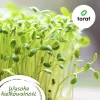 Toraf Flavor Symphony sėklų rinkinys – 12 pakuočių