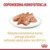 ROYAL CANIN Shih Tzu Suaugusiems Šlapias šunų maistas Pâté 12x85 g