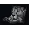 Ashley Rader: Speed - Gepard, In the Sign of Grace, Dėlionė 1000 dalių