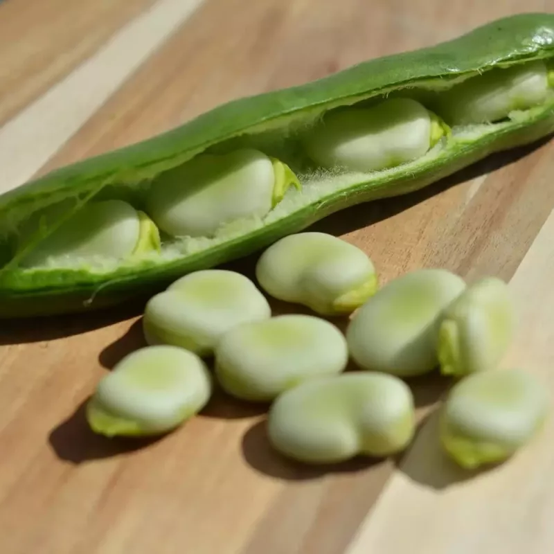 Sėklų pakelis Apte PNOS — Pupalukštis (stambiavaisė pupa) Jankiel Bialy, 50 g