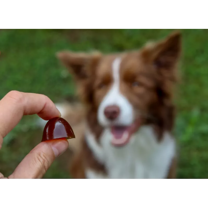 Papildas mažiems šunims CONTIPRO GELOREN Small Dog Joints 180 g želatininis sąnarių palaikymas paketėlis