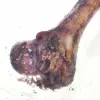 PETMEX Kumpio kaulas – kramtomas žaislas šunims – 1 vnt.