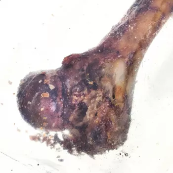 PETMEX Kumpio kaulas – kramtomas žaislas šunims – 1 vnt.