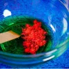 Liscianigiochi mokslo rinkinys „Crazy Science Slime Chameleon“ 304-PL89246 – edukacinis gleivių eksperimentų rinkinys