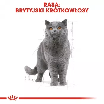 Šlapias kačių maistas Royal Canin British Shorthair Adult sachet 85 g, paukštiena, ROYAL CANIN Feline Breed Nutrition