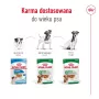 Šlapias šunų ėdalas Royal Canin Mini Adult maišelis 85 g, paukštiena, mažoms veislėms 5–10 kg, 12 × 85 g pakuotė
