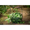 Agurkų sėklos Wisconsin Cucumber SMR 58 Toraf, 5g pakuotė