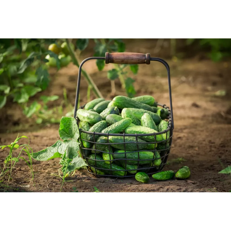 Agurkų sėklos Wisconsin Cucumber SMR 58 Toraf, 5g pakuotė