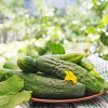 Agurkų sėklos Apte Cucumber Portal F1 — juosta 6 m, vidutinio ankstyvumo rauginimui skirtas hibridas