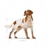 Sausas šunų maistas Royal Canin SHN Medium Adult 15 kg