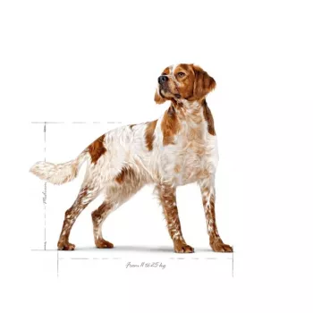 Sausas šunų maistas Royal Canin SHN Medium Adult 15 kg