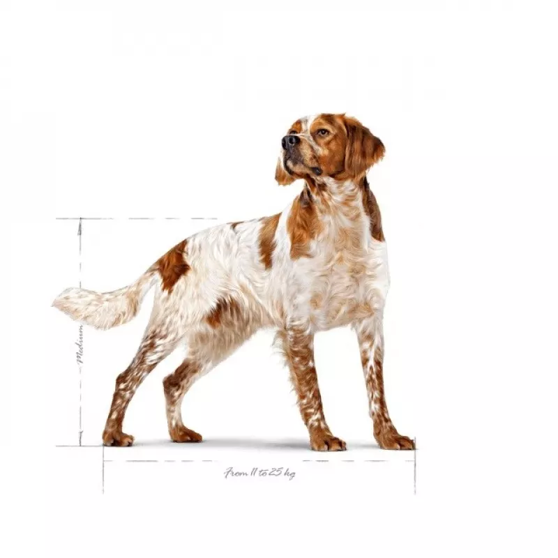 Sausas šunų maistas Royal Canin SHN Medium Adult 15 kg