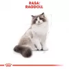 Sausas kačių ėdalas Royal Canin Ragdoll Adult 2 kg – vištiena