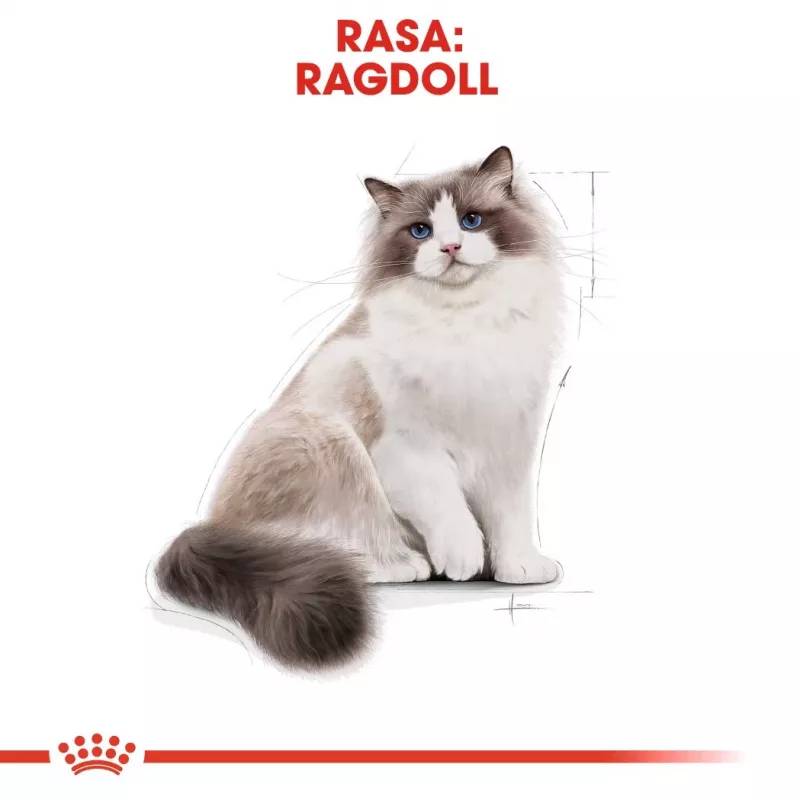 Sausas kačių ėdalas Royal Canin Ragdoll Adult 2 kg – vištiena