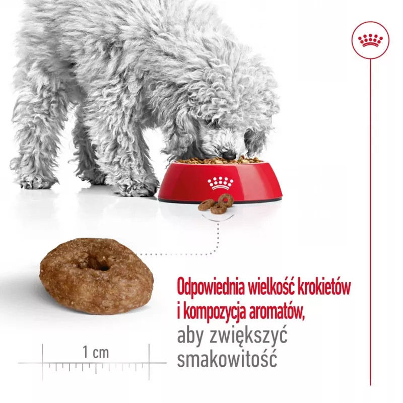 ROYAL CANIN Mini Ageing Adult +12 – sausas šunų ėdalas – 3,5 kg