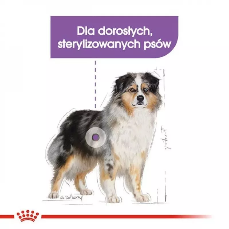 Sausas šunų ėdalas Royal Canin Medium Sterilised Adult 12 kg – sterilizuotiems vidutinių veislių suaugusiems šunims