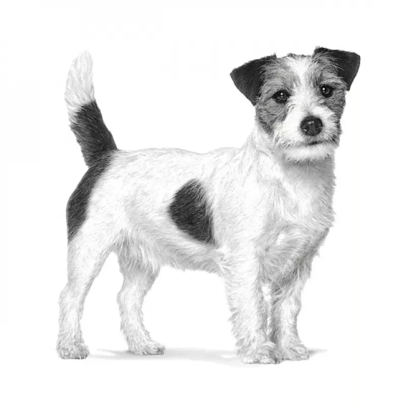 Sausas šunų ėdalas Royal Canin Gastrointestinal Low Fat Small — 1,5 kg, mažai riebalų turinti formulė mažiems suaugusiems šunims