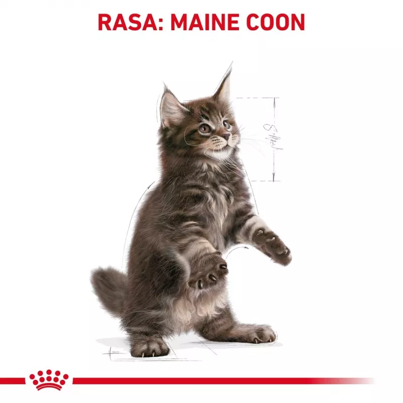 Sausas kačių ėdalas Royal Canin Maine Coon Kitten 2 kg – paukštiena, baltymai 36%, riebalai 23%