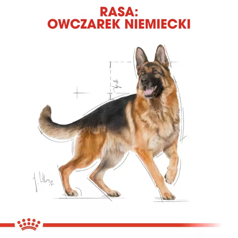 Sausas šunų ėdalas Royal Canin German Shepherd Adult, 11 kg – stambios veislės, paukštiena, 24% baltymų, 19% riebalų