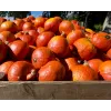 Moliūgų Uchiki Kuri Toraf sėklos daržovėms, 5g pakuotė
