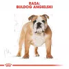 Sausas šunų ėdalas Royal Canin Bulldog Adult 12 kg – suaugusiems buldogams, vištienos skonis