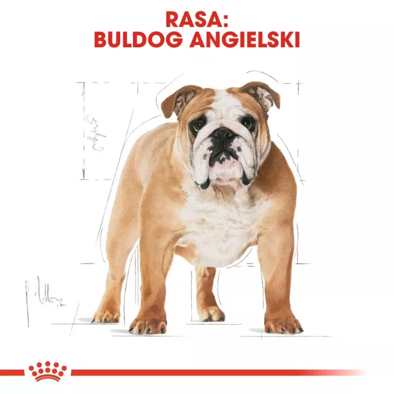 Sausas šunų ėdalas Royal Canin Bulldog Adult 12 kg – suaugusiems buldogams, vištienos skonis