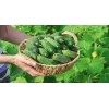 Agurkų sėklos Wisconsin Cucumber SMR 58 Toraf, 5g pakuotė