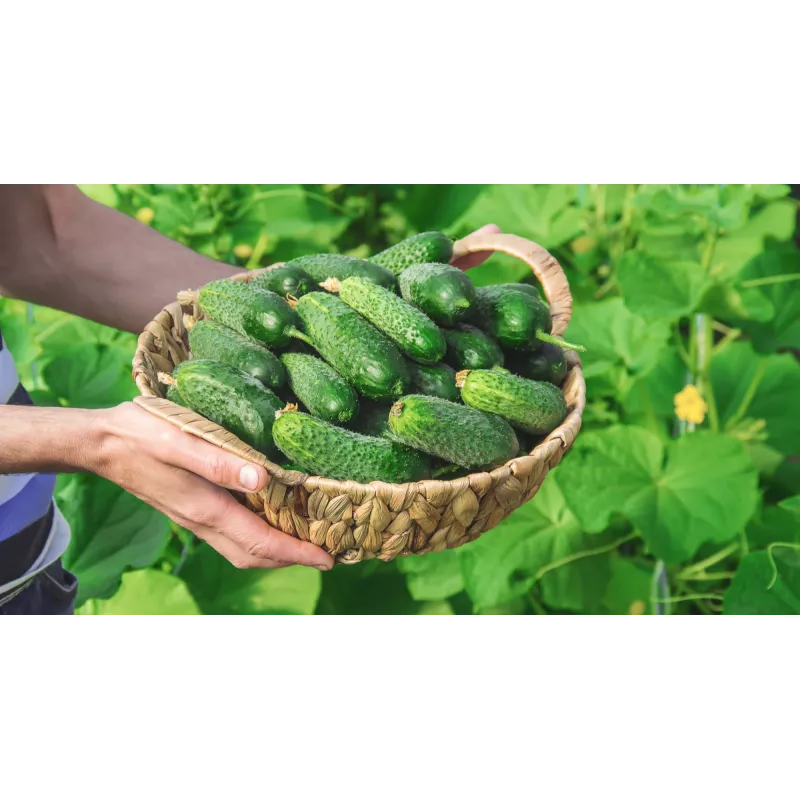 Agurkų sėklos Wisconsin Cucumber SMR 58 Toraf, 5g pakuotė