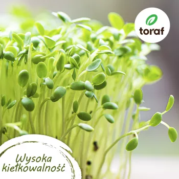 Pomidorų sėklų rinkinys Toraf Tomato Seed Set Eden - 8 pakuotės