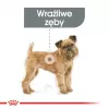 Sausas šunų ėdalas Royal Canin Mini Dental Care 3 kg – suaugusioms mažoms veislėms, paukštiena, dantų priežiūra
