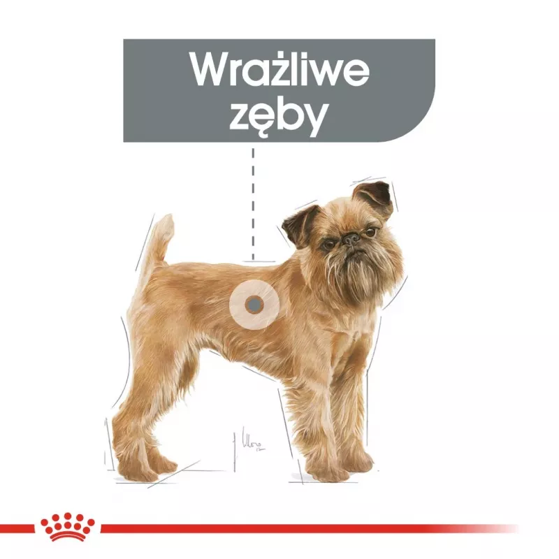 Sausas šunų ėdalas Royal Canin Mini Dental Care 3 kg – suaugusioms mažoms veislėms, paukštiena, dantų priežiūra