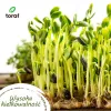 Toraf Daržovių sėklų rinkinys Harmony – 12 pakuočių