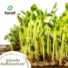 Toraf vasaros skonių sėklų rinkinys – 7 pakeliai