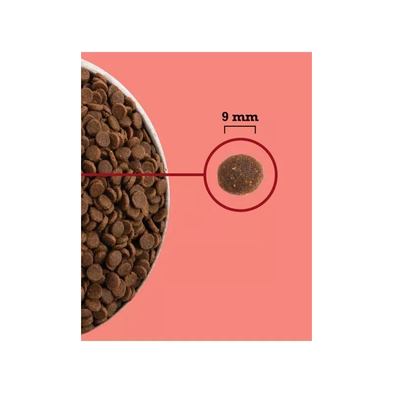 ACANA Highest Protein Indoor Cat – sausas ėdalas katėms – 4,5 kg