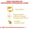 Sausas šunų ėdalas Royal Canin Maltese Adult 1,5 kg — vištiena, 24% baltymų, 18% riebalų