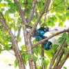 Grandininis pjūklas šakoms MAKITA DUC101Z01 Mėlyna, Juoda