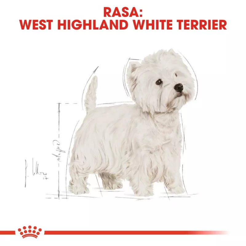 Royal Canin BHN West Highland White Terrier Adult - sausas ėdalas suaugusiems šunims - 3kg
