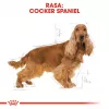Sausas šunų ėdalas Royal Canin Cocker Adult 12 kg – paukštiena, 25 % baltymų, 14 % riebalų