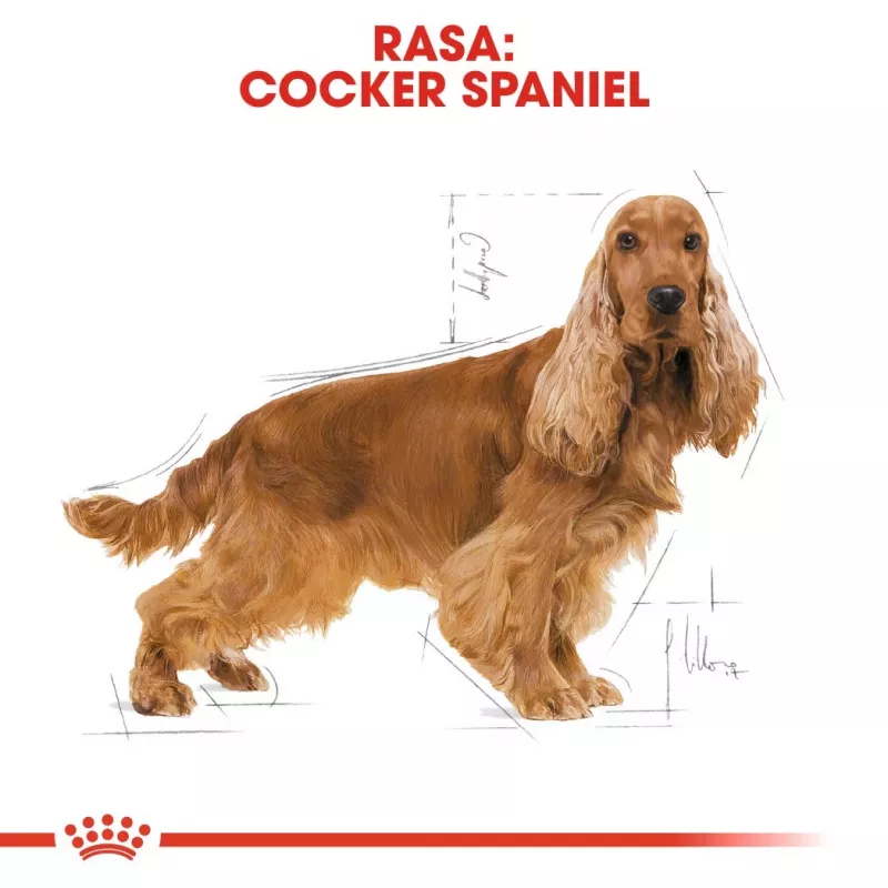 Sausas šunų ėdalas Royal Canin Cocker Adult 12 kg – paukštiena, 25 % baltymų, 14 % riebalų