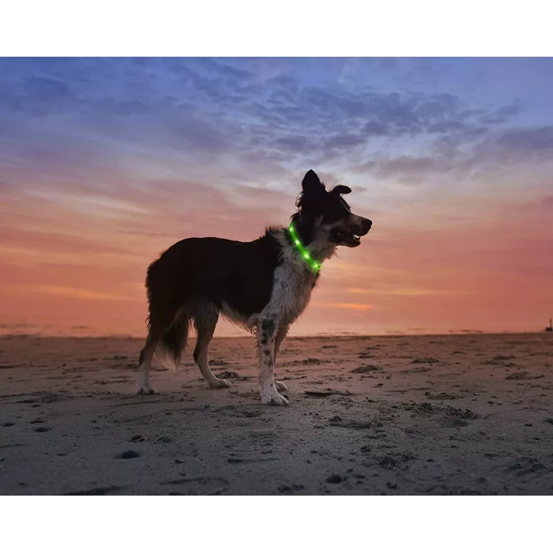 LED antkaklis Anicoll Green šunims ir katėms įkraunamas modelis