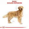 ROYAL CANIN BHN Golden Retriever sausas šunų ėdalas - 12 kg