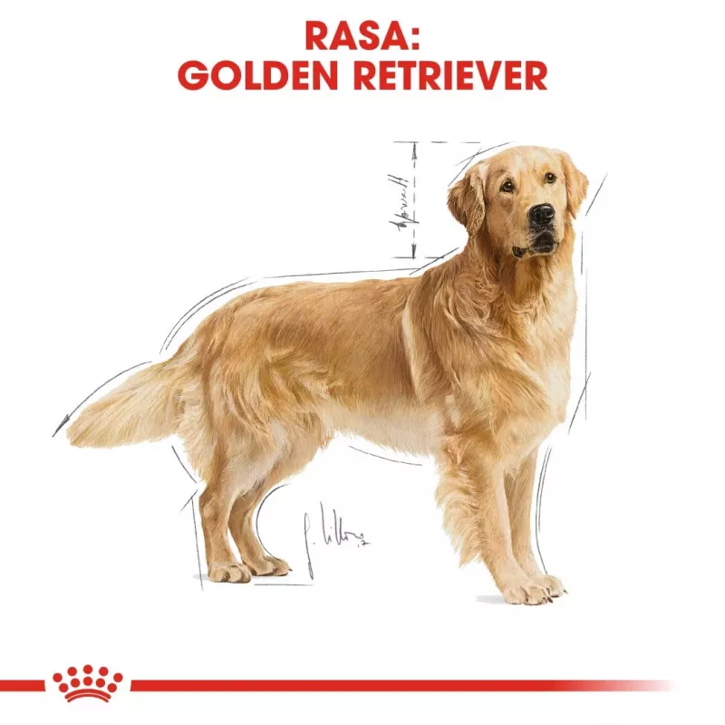 ROYAL CANIN BHN Golden Retriever sausas šunų ėdalas - 12 kg