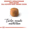 Sausas kačių ėdalas Royal Canin Maine Coon Adult 10 kg – paukštiena (vištiena), 31% baltymų, 20% riebalų