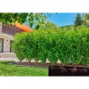 Gardena 13504-20 laistymo žarna 50 m po žeme Juoda