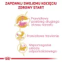 Sausas kačių ėdalas Royal Canin Maine Coon Kitten 2 kg – paukštiena, baltymai 36%, riebalai 23%