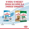 Royal Canin Mini Puppy SHN sausas šunų maistas 2 kg