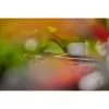 GARDENA L formos jungtis lašelinio laistymo sistemai 4,6 mm (3/16 inch) plastikas