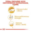 ROYAL CANIN FBN Maine Coon - Šlapias ėdalas katėms - paketėlis 12x 85g