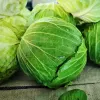 Sėklų pakelis Apte – Baltagūžis kopūstas 'Roem Van Enkhuizen' (2 g) daržovių sėklos