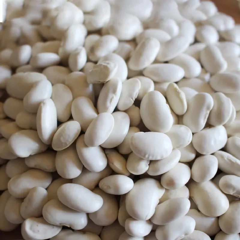 Sėklų pakuotė Seklos LT PNOS — pupelės 'Igłomska' sėklos, 50 g